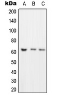 ROR gamma Rabbit Polyclonal Antibody