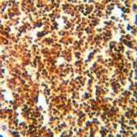 RPL11 antibody