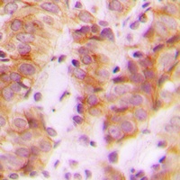 Anti-RPL30 Antibody