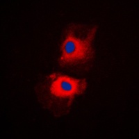 RPL27A antibody