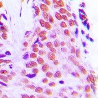 Anti-RPL28 Antibody