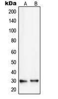 RPS8 Antibody