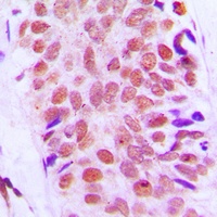 RPS8 Antibody