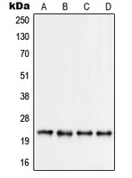 RPS9 Antibody