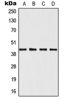 SAPK3 Rabbit Polyclonal Antibody
