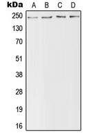 Nav1.4 Antibody