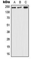 Nav1.6 Rabbit Polyclonal Antibody