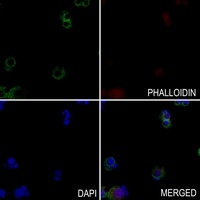 Anti-Nav1.6 Antibody