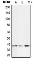 SFRP2 Antibody