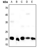 SRSF3 Antibody