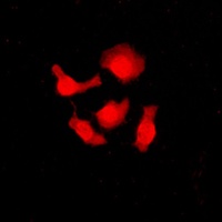 SRSF3 Antibody