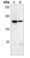 SWAP Rabbit Polyclonal Antibody
