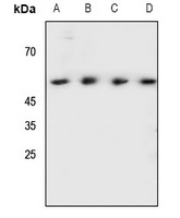 SHB (Phospho-Y246) Antibody