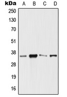 SIX3 Antibody
