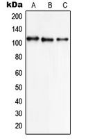 NCX1 Rabbit Polyclonal Antibody
