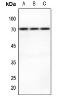 MCT8 Rabbit Polyclonal Antibody