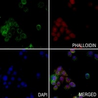 MCT8 Rabbit Polyclonal Antibody