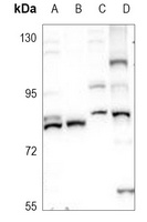 OCT2 Rabbit Polyclonal Antibody