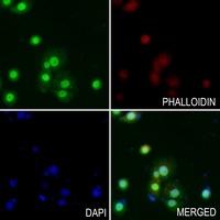 Anti-SUMO2/3 Antibody