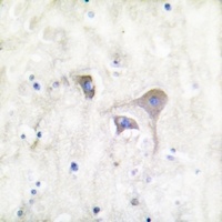Anti-Beta-synuclein Antibody