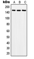 SOS2 Antibody