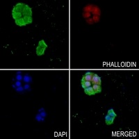 SOS2 antibody