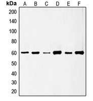 c-SRC (Phospho-S75) Antibody