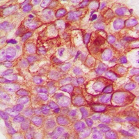 Anti-c-SRC Antibody