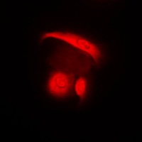 Anti-c-SRC Antibody
