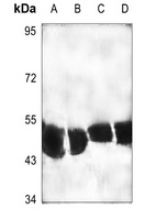 SRF Antibody
