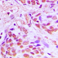 SRF Antibody