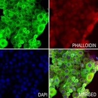 Anti-SRY Antibody