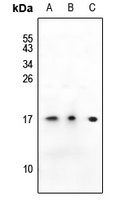 SSBP1 Antibody
