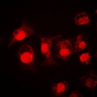 Anti-STAT3 Antibody