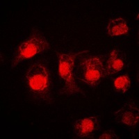 STAT3 antibody