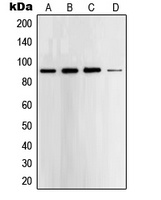 STAT5 Antibody