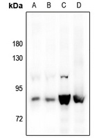 STAT5A Antibody