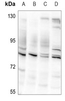 Striatin Rabbit Polyclonal Antibody