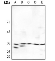 SURF1 Antibody