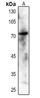 SYK (Phospho-Y348) Antibody