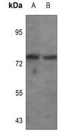 Synapsin 1 (Phospho-S62) Antibody