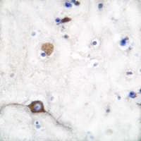 Anti-Synaptophysin Antibody