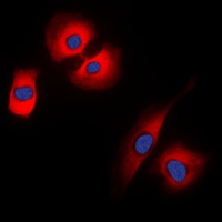 Anti-Synaptophysin Antibody
