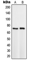 TCF3 Antibody