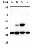 TCF19 Antibody