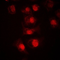 MLX antibody