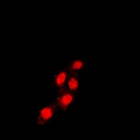 Anti-TEAD1 Antibody