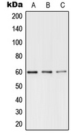 TERF1 (Phospho-S219) Antibody