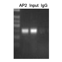 Anti-AP2 alpha/beta Antibody
