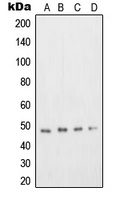 DP2 Rabbit Polyclonal Antibody